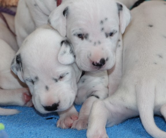 babies 2 Copy