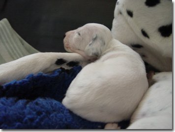 gwurfwelpenbild2woche26