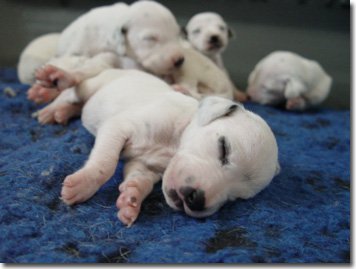 gwurfwelpenbild2woche34