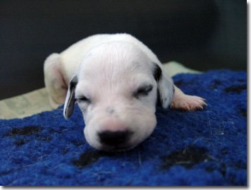 gwurfwelpenbild2woche37