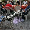 dalmatinerausflug_august__71