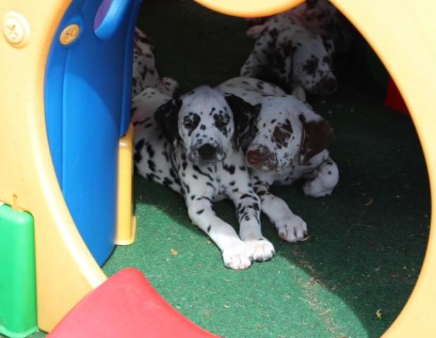 babies 3 Copy