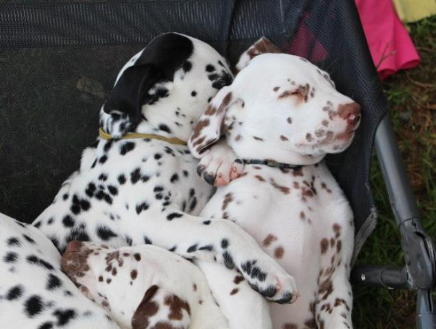 babies 6 Copy