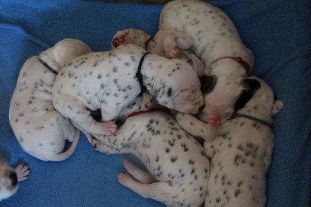 babies 8 Copy
