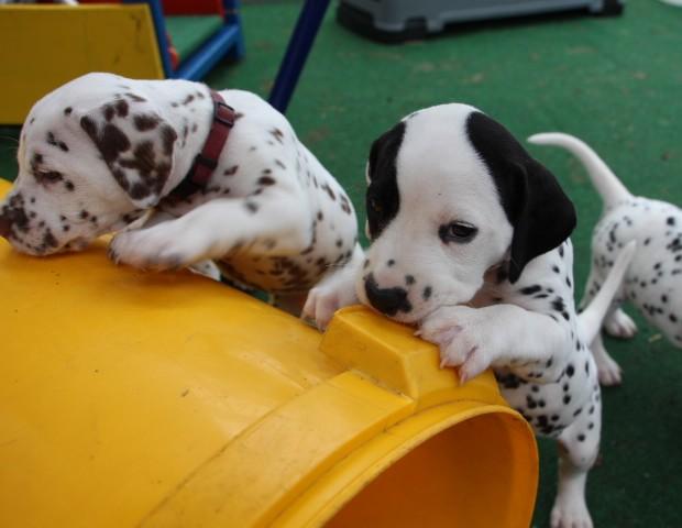 babies 4 Copy