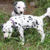 lila_1